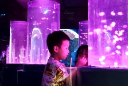 梦幻水母宫
