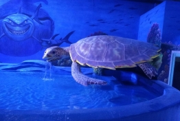 深海霸主